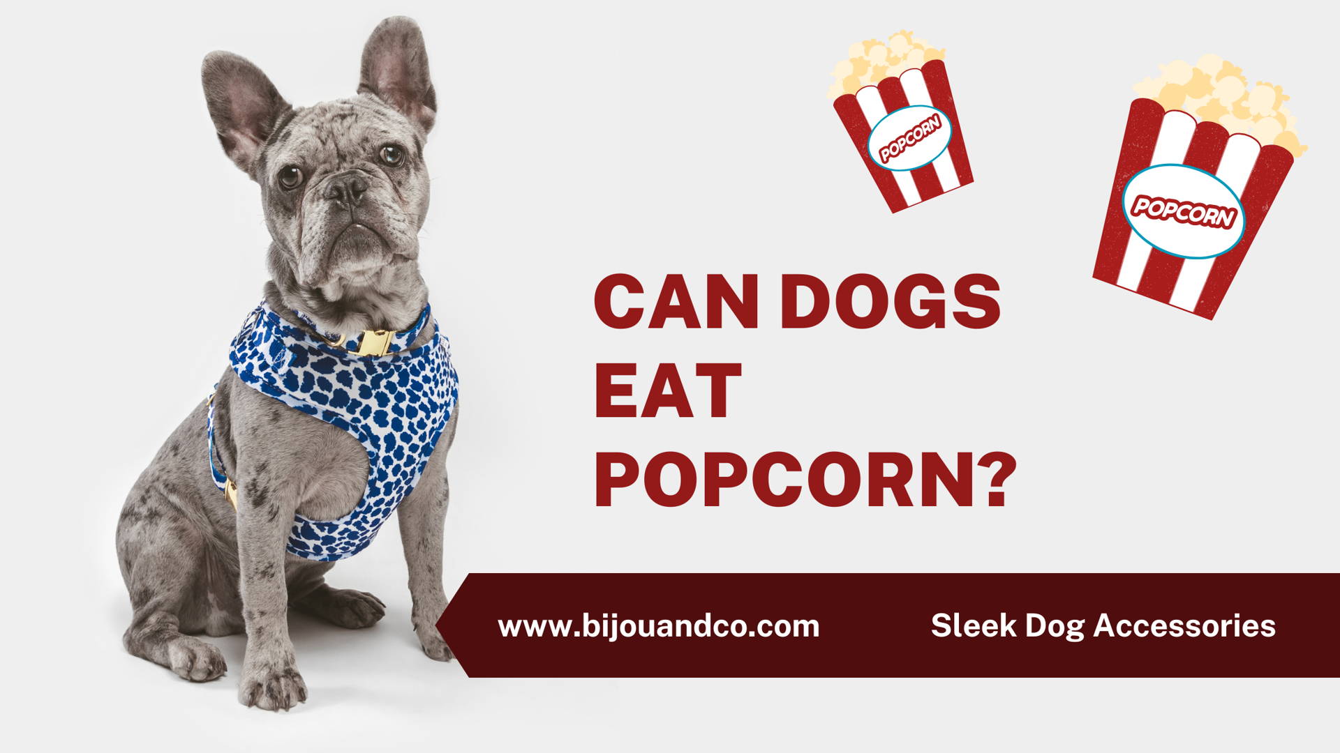 🍿 Can Dogs Eat Popcorn? Bijou and Co.